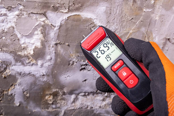 Best Toxic Mold Removal  in Bell Nyon, CA