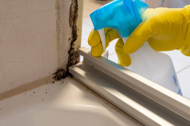 Best Fast Mold Removal  in Bell Nyon, CA