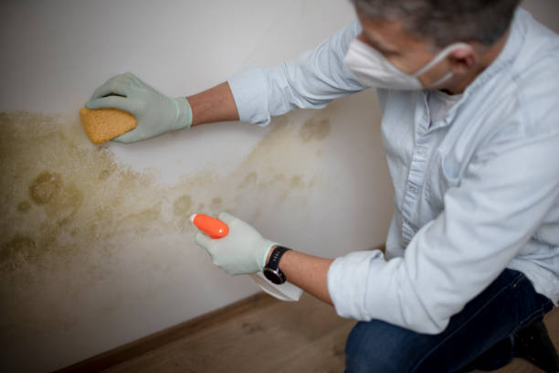 Best Crawl Space Mold Removal  in Bell Nyon, CA