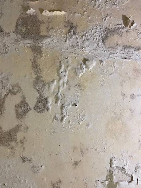 Best Certified Mold Removal  in Bell Nyon, CA