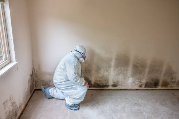 Mold Removal and Inspection in Bell Canyon, CA