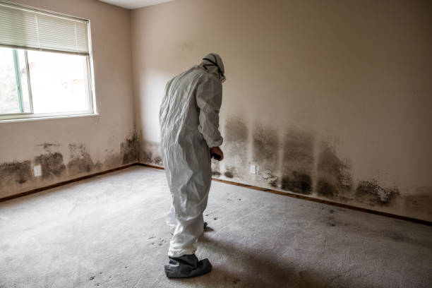 Professional Mold Removal in Bell Canyon, CA