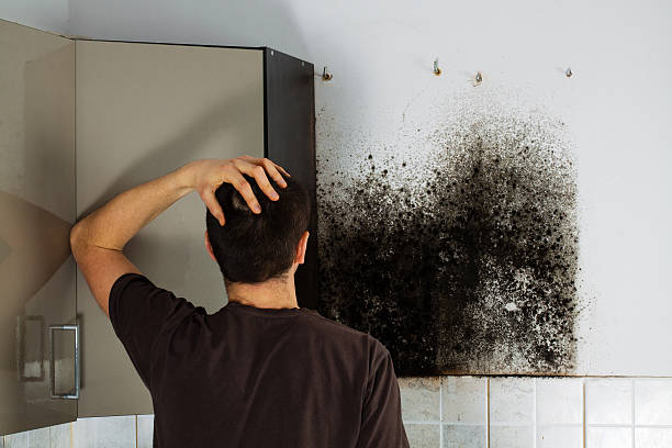 Best Mold Removal Company Near Me  in Bell Nyon, CA