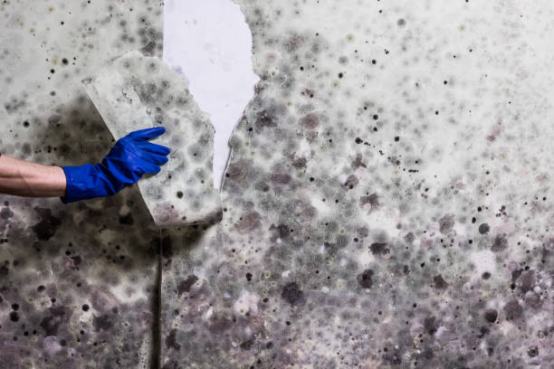 Best Best Mold Removal Companies  in Bell Nyon, CA