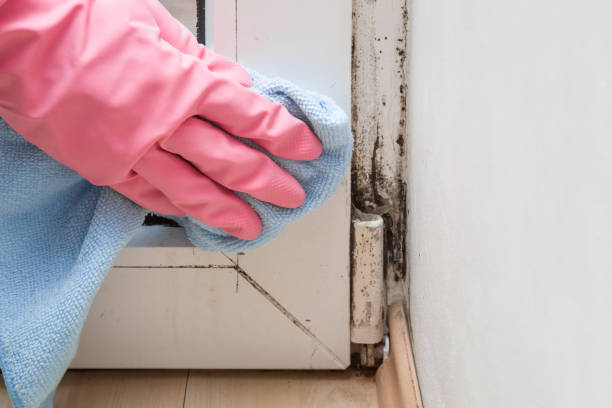 Best Mold Testing  in Bell Nyon, CA