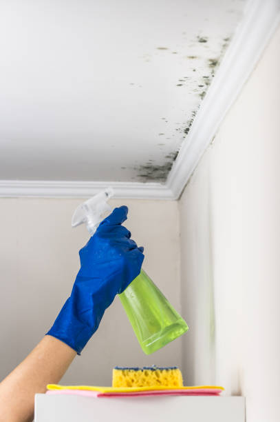 Best Mold Remediation  in Bell Nyon, CA