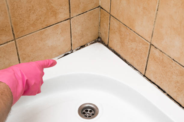 Best Fast Mold Removal  in Bell Nyon, CA