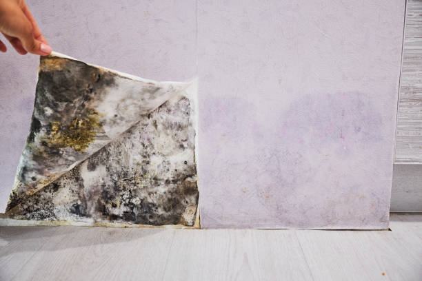 Best Local Mold Removal Service  in Bell Nyon, CA